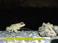 /home//u458753944/public_html/sourcegallery//Roxborough Toad Detour/2013-2019/2017/P4110731.JPG